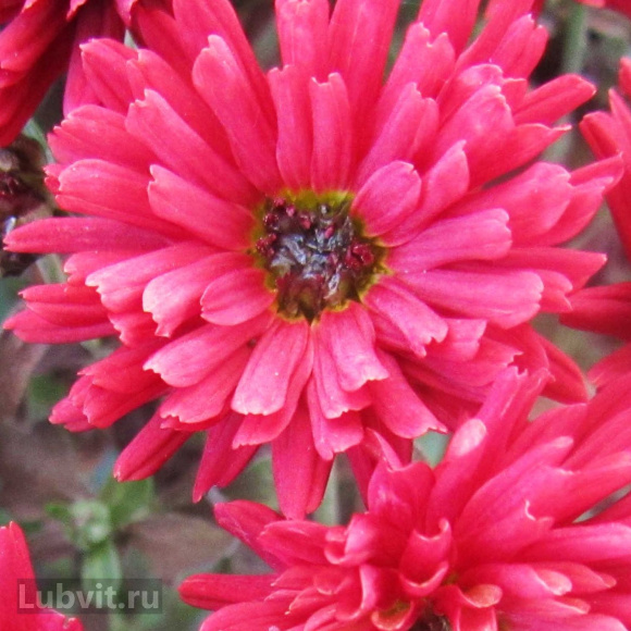 Хризантема корейская Уран (Uran) купить с доставкой