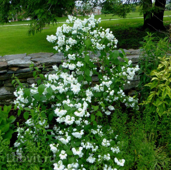 Чубушник Арктика купить с доставкой