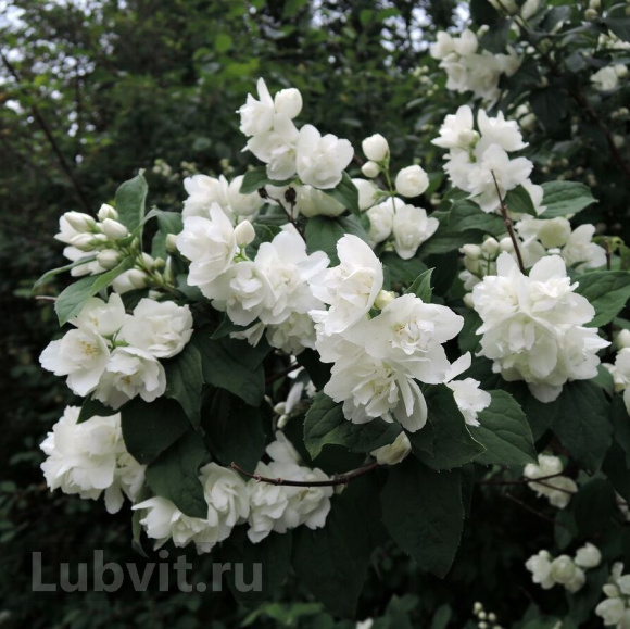 Чубушник Арктика купить с доставкой