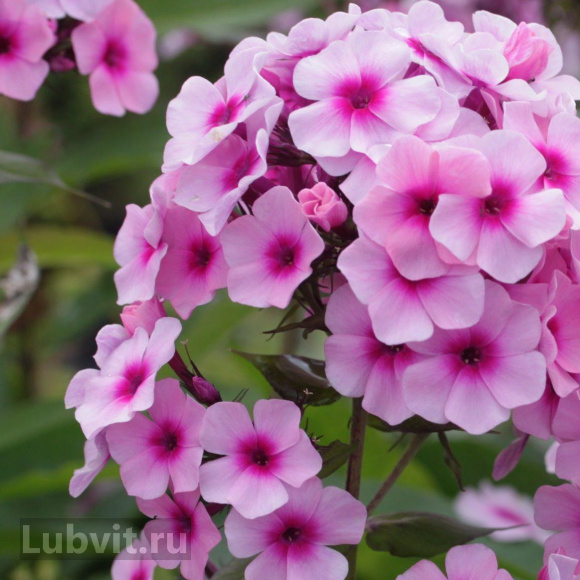 Флокс Мозаика купить с доставкой