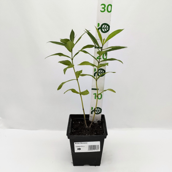 Флокс Мозаика купить с доставкой