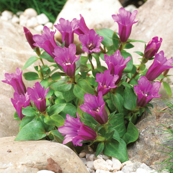 Горечавка Литл Пинки (Little Pinkie) купить с доставкой