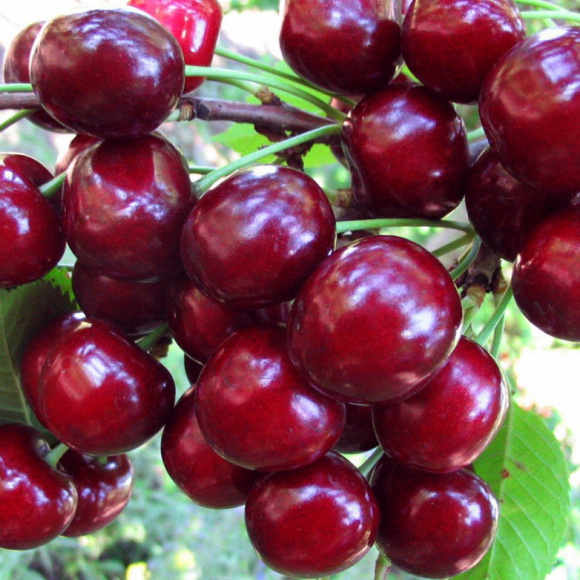 Вишня Жуковская купить с доставкой