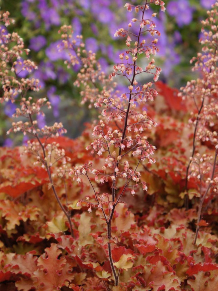 Гейхера Оранж Берри Раффлз (Orange Berry Ruffles) купить с доставкой