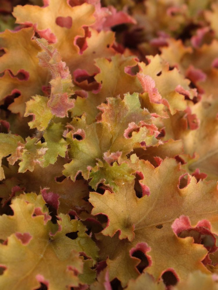Гейхера Оранж Берри Раффлз (Orange Berry Ruffles) купить с доставкой