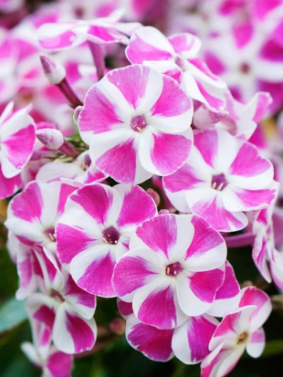 Флокс патио Бамбини Кэнди Краш (Bambini Candy Crush PBR)