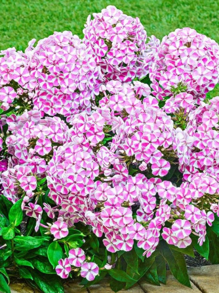 Флокс патио Бамбини Кэнди Краш (Bambini Candy Crush PBR) купить с доставкой