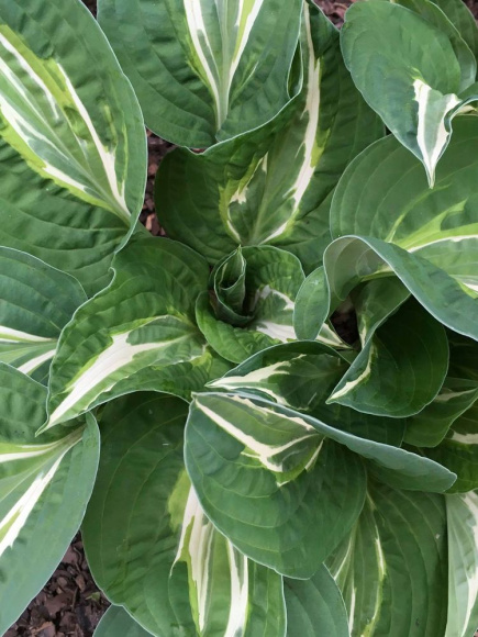 Хоста Снэйк Айз (Snake Eyes) [M] купить с доставкой