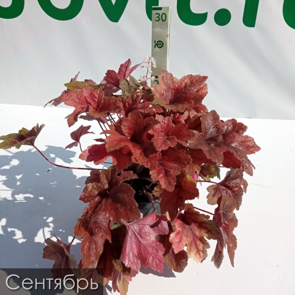 Гейхерелла Брасс Лантерн (Brass Lantern) купить с доставкой