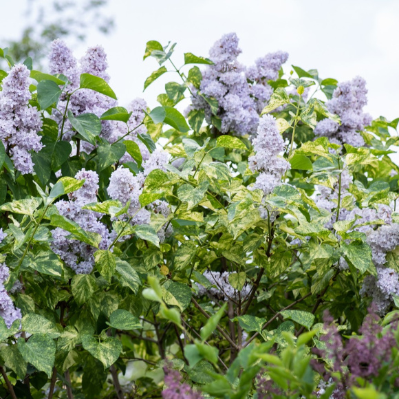 Сирень Аукубафолия (Aucubaefolia) купить с доставкой