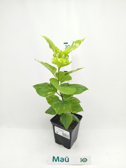 Сирень Аукубафолия (Aucubaefolia) купить с доставкой