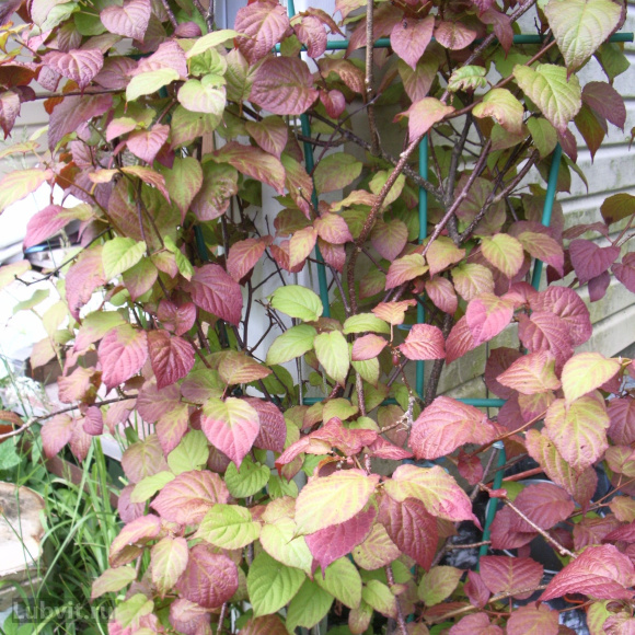 Актинидия Университетская купить с доставкой