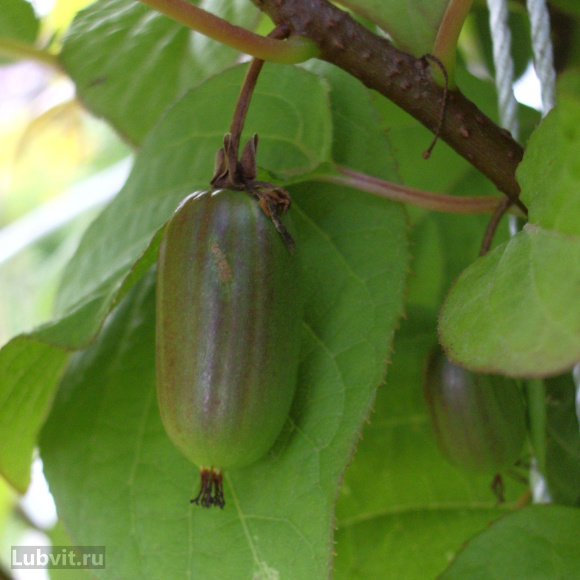 Актинидия Университетская купить с доставкой