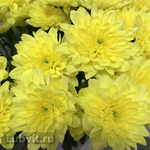 Хризантема садовая Зембла Бразил (Zembla Brasil) купить с доставкой