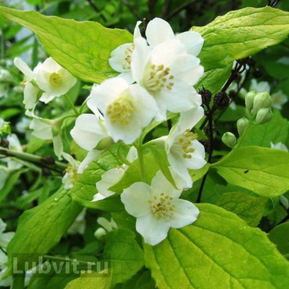 Чубушник Ауреус (Aureus) купить с доставкой