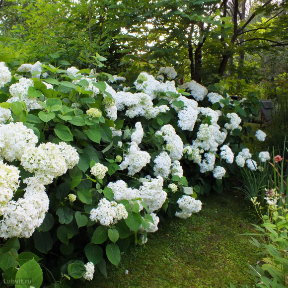 Гортензия Аннабель (Annabelle) древовидная купить с доставкой