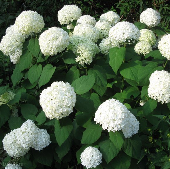 Гортензия Аннабель (Annabelle) древовидная купить с доставкой
