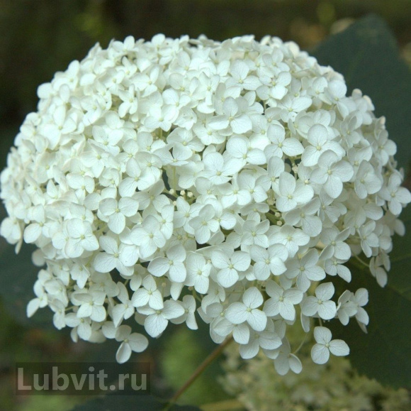 Гортензия Аннабель (Annabelle) древовидная купить с доставкой