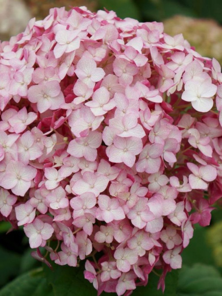 Гортензия Кандибелле Баблгам (Candybelle Bubblegum) древовидная купить с доставкой