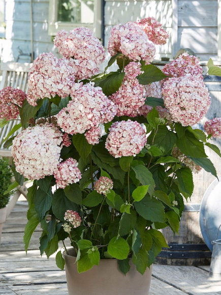 Гортензия Кандибелле Баблгам (Candybelle Bubblegum) древовидная купить с доставкой