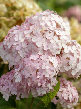 Гортензия Кандибелле Баблгам (Candybelle Bubblegum) древовидная