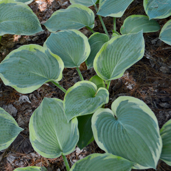 Хоста Американ Хало (American Halo) [L] купить с доставкой