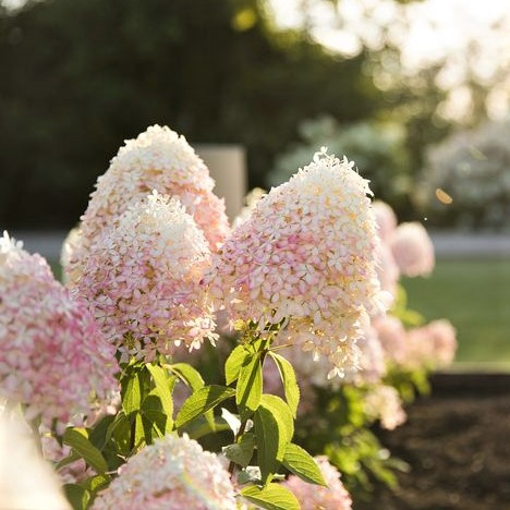 Гортензия Роял Флауэр (Royal Flower) метельчатая купить с доставкой