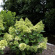 Гортензия Роял Флауэр (Royal Flower) метельчатая купить с доставкой