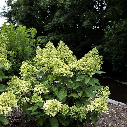 Гортензия Роял Флауэр (Royal Flower) метельчатая купить с доставкой