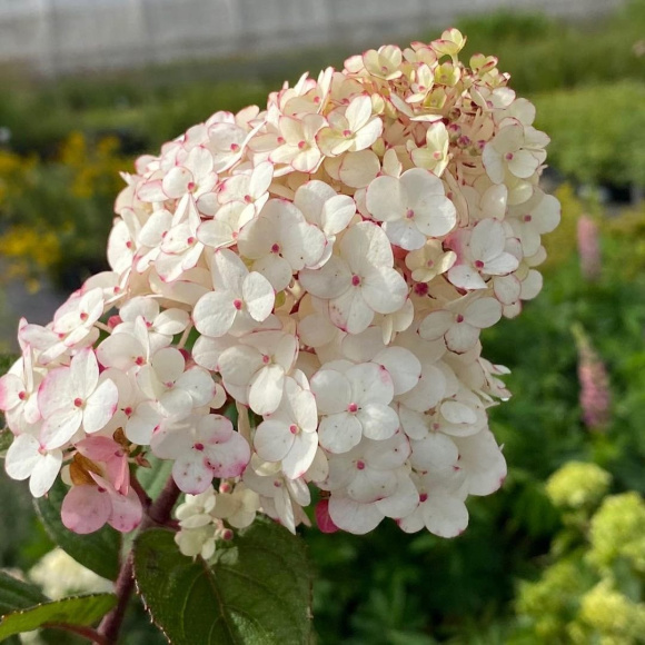 Гортензия Роял Флауэр (Royal Flower) метельчатая купить с доставкой