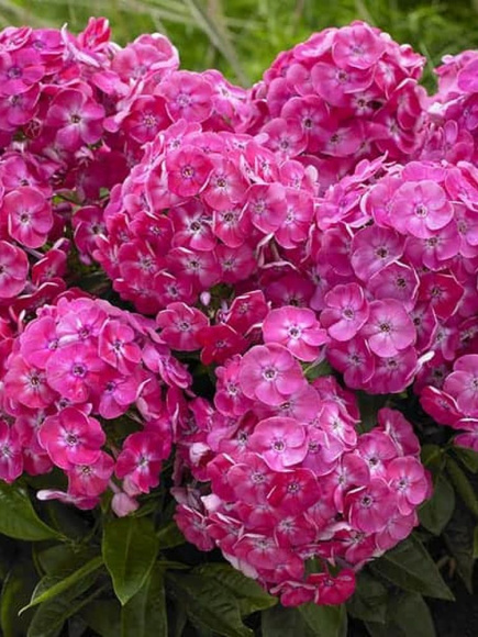 Флокс патио Бамбини Свит Тарт (Phlox Bambini Sweet Tart PBR) купить с доставкой