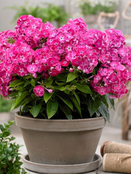 Флокс патио Бамбини Свит Тарт (Phlox Bambini Sweet Tart PBR) купить с доставкой