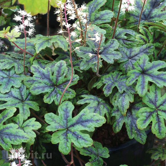 Тиарелла Хэппи Трейлс (Happy Trails) купить с доставкой