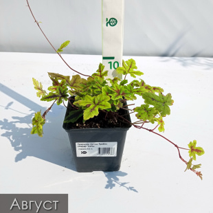 Тиарелла Хэппи Трейлс (Happy Trails)