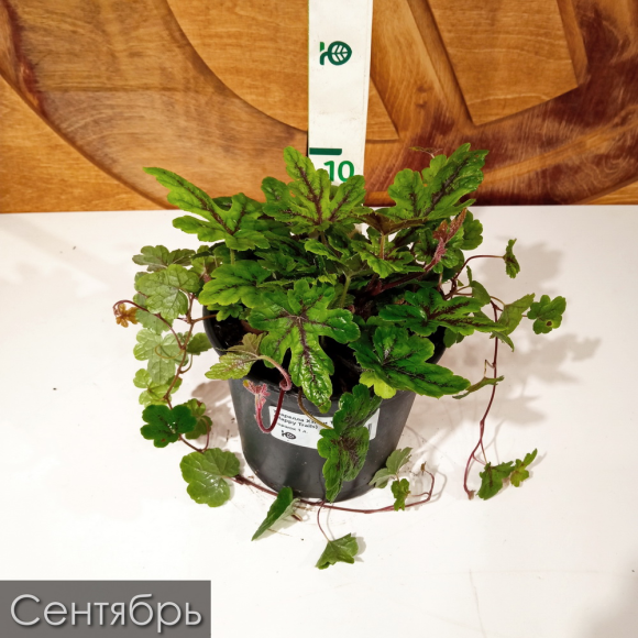 Тиарелла Хэппи Трейлс (Happy Trails) купить с доставкой