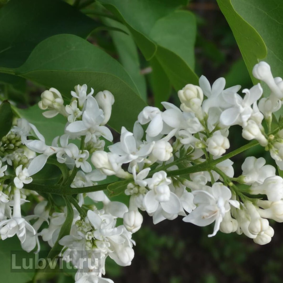 Сирень Лиега (Liega) купить с доставкой