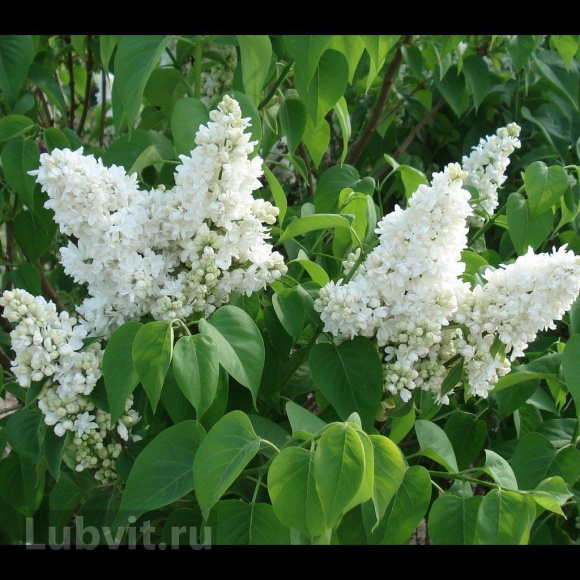 Сирень Лиега (Liega) купить с доставкой