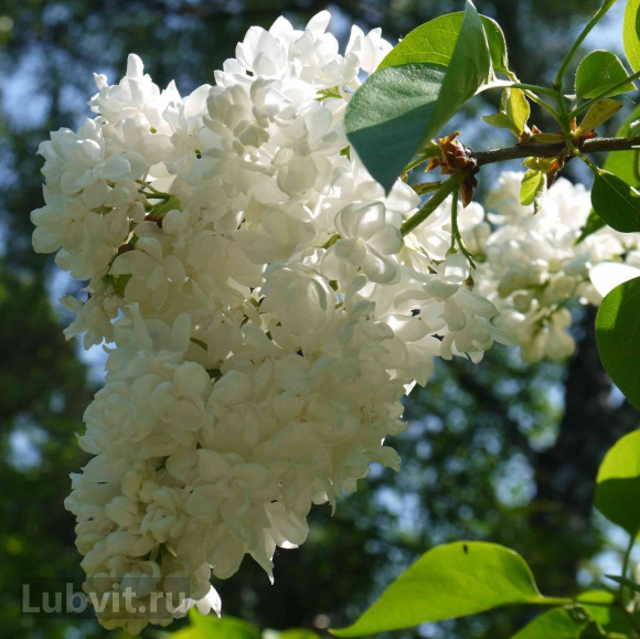 Сирень Лиега (Liega) купить с доставкой