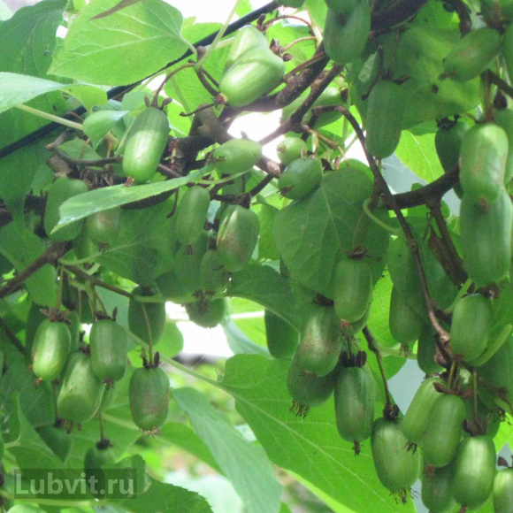 Актинидия Приусадебная купить с доставкой