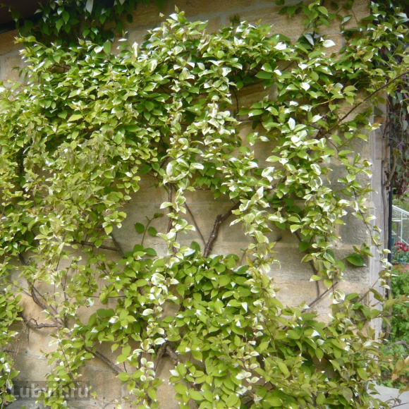 Актинидия Приусадебная купить с доставкой