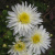 Хризантема корейская Белоснежка купить с доставкой
