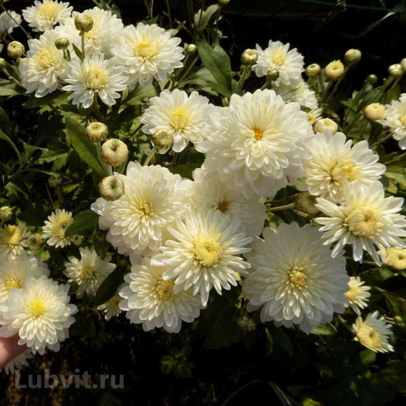 Хризантема корейская Белоснежка купить с доставкой
