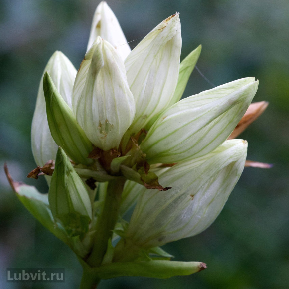 Горечавка Вайт Мэджик (White Magic) купить с доставкой