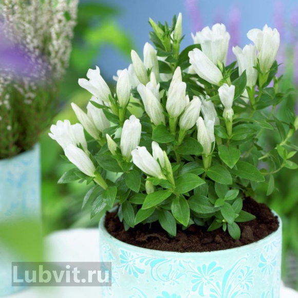 Горечавка Вайт Мэджик (White Magic) купить с доставкой