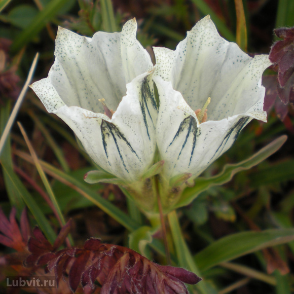 Горечавка Вайт Мэджик (White Magic) купить с доставкой