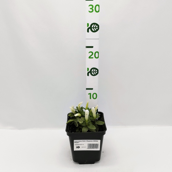 Горечавка Вайт Мэджик (White Magic) купить с доставкой