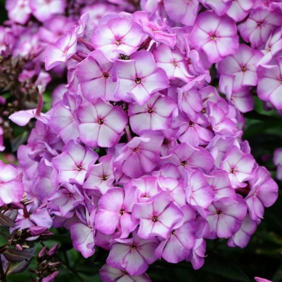 Флокс метельчатый Свит Саммер Фэнтэзи (Sweet Summer Fantasy) купить с доставкой