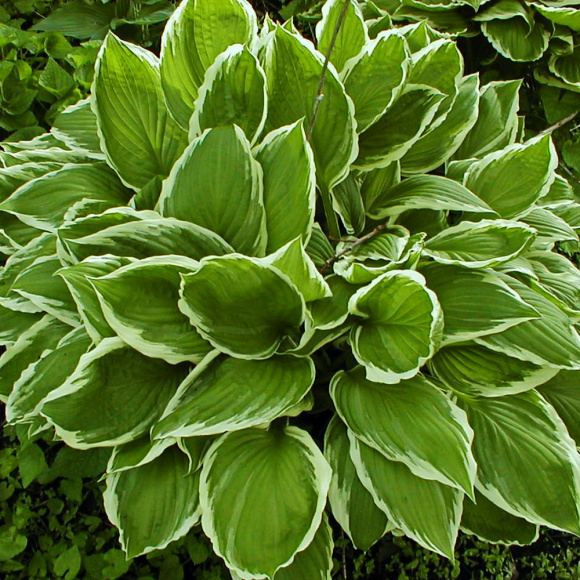 Хоста Альбомаргината (Undulata Albomarginata) [M] купить с доставкой