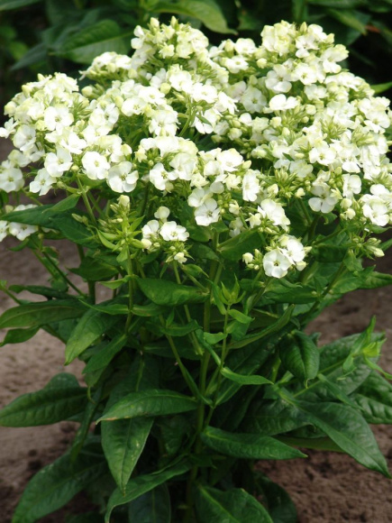 Флокс Джейд (Jade) метельчатый купить с доставкой