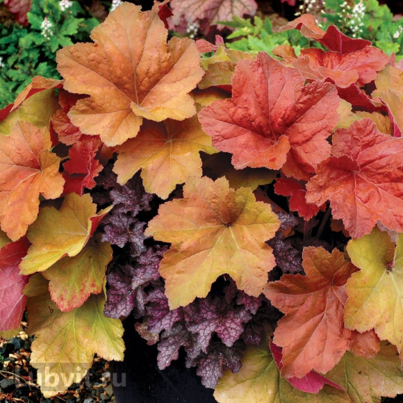 Гейхера Саузен Комфорт (Southern Comfort) купить с доставкой